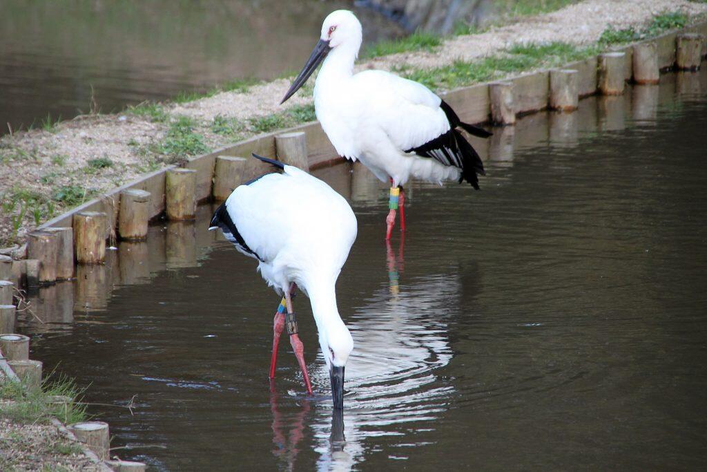コウノトリの郷公園